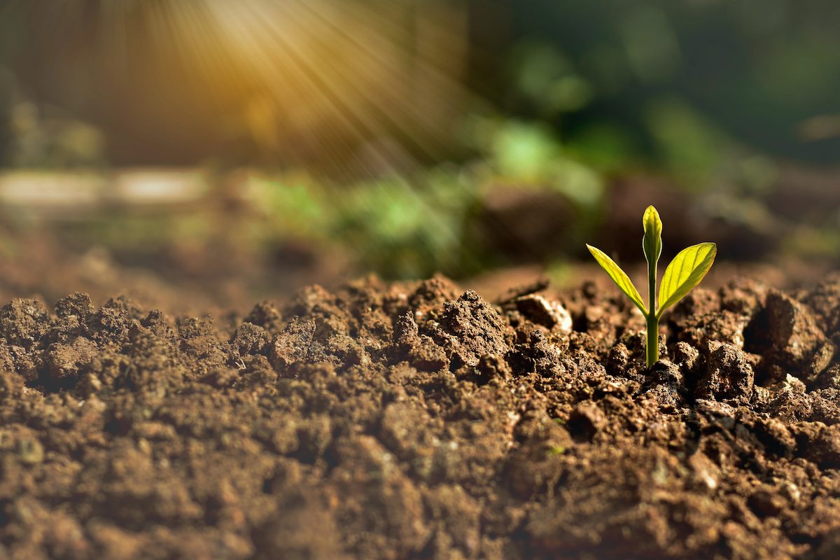 revolucion neolitica y revolucion agraria