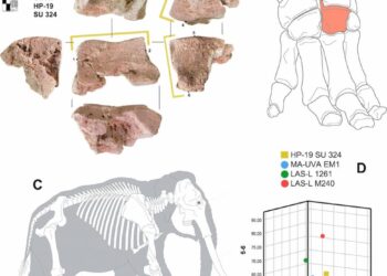 El hueso de un elefante de las guerra púnicas ha sido hallado en España.