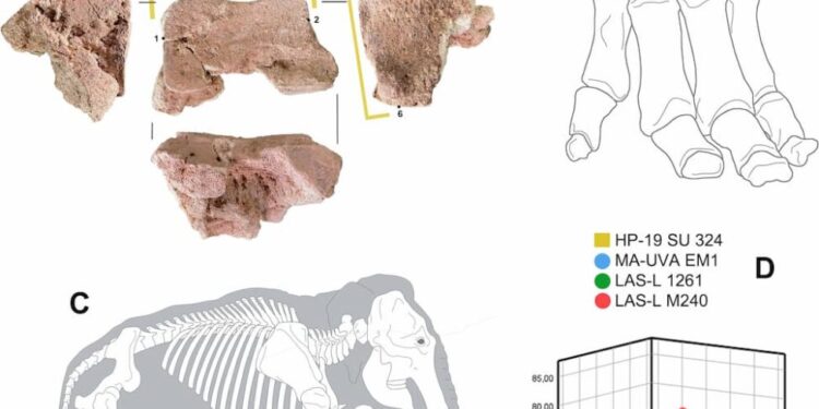 El hueso de un elefante de las guerra púnicas ha sido hallado en España.