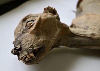 En una cueva de Arabia Saudita encuentran momias de guepardo.