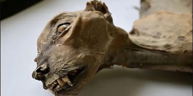 En una cueva de Arabia Saudita encuentran momias de guepardo.