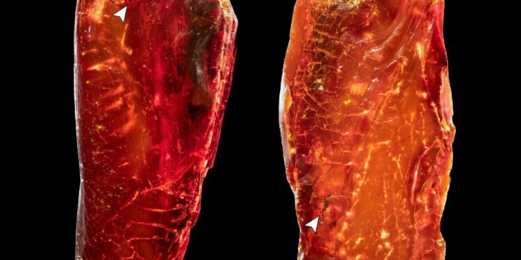 hormiga de 40 millones de años perteneció a Goethe.