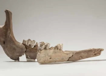 La mandíbula de un camello romano ha sido descubierto en Suiza.