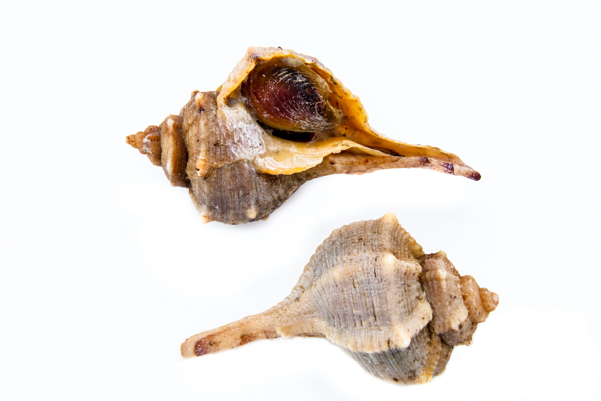 Murex, el molusco desde el cual se extraía el color púrpura