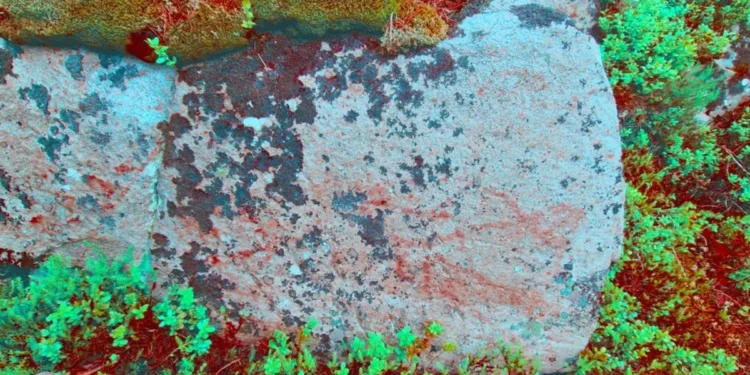 Descubren en Noruega pinturas rupestres que muestran peces y figuras geométricas.