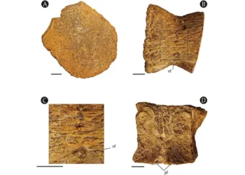 Descubren en Argelia restos de un gigante dinosaurio marino.