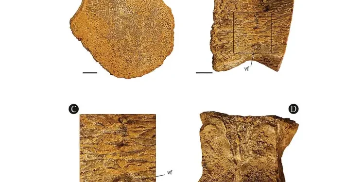 Descubren en Argelia restos de un gigante dinosaurio marino.