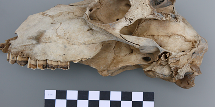 Restos de un barco genovés hundido por expedición de Francis Drake en Cádiz.