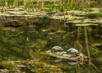 Encuentran vestigios del uso de herramientas en caparazones de tortugas por parte del neandertal.