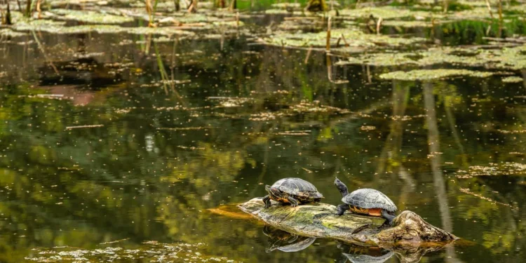 Encuentran vestigios del uso de herramientas en caparazones de tortugas por parte del neandertal.
