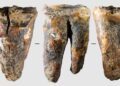 Descubren vestigios de un procedimiento odontológico en diente neandertal.