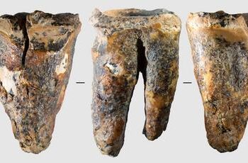 Descubren vestigios de un procedimiento odontológico en diente neandertal.