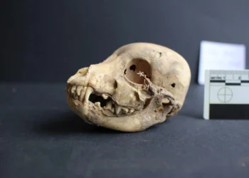 Perros sin pelo del Perú eran sagrados en su época.