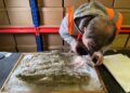 Descubren un entierro romano de dos infantes con púrpura de Tiro.