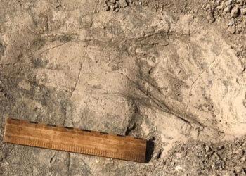 Descubren en el Lago Turkana huellas de homínidos de hace 1.4 millones de años.