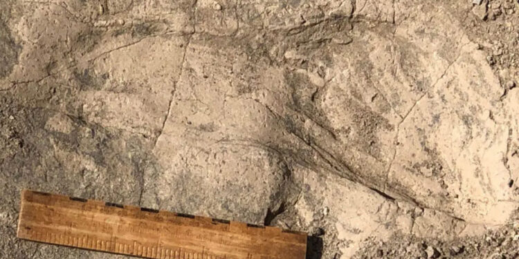 Descubren en el Lago Turkana huellas de homínidos de hace 1.4 millones de años.