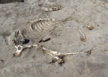 Descubren el entierro de un caballo en Egipto de hace 3 mil años.