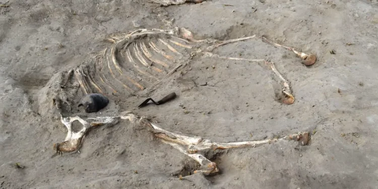 Descubren el entierro de un caballo en Egipto de hace 3 mil años.