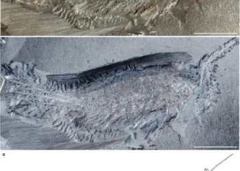 Fósil de un ancestro de insecto poseía 24 patas.