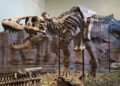 El rastro de un Tiranosaurio rex descubierto en Dakota del Norte.