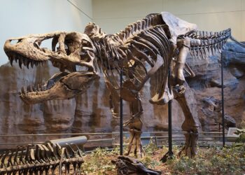 El rastro de un Tiranosaurio rex descubierto en Dakota del Norte.