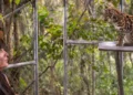 Nueva especie de gato salvaje en Bolivia.