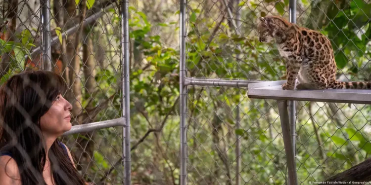 Nueva especie de gato salvaje en Bolivia.