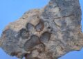 Descubren huellas de perros en ladrillos de hace 4 mil años.