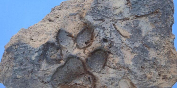 Descubren huellas de perros en ladrillos de hace 4 mil años.
